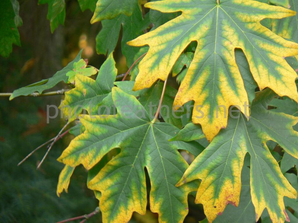 Green to Gold