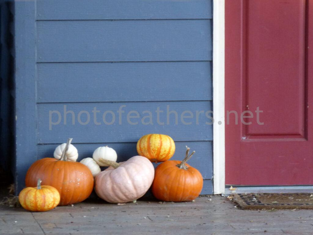 Pumpkin Lineup